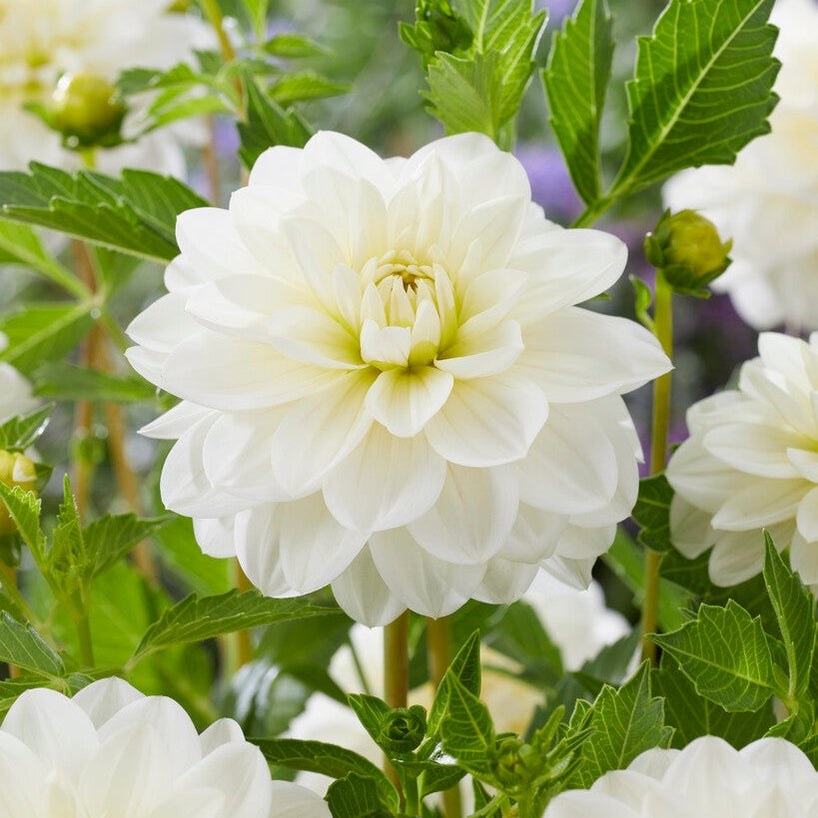 Dahlia White Onesta Dekorativ 1-pack NYHET